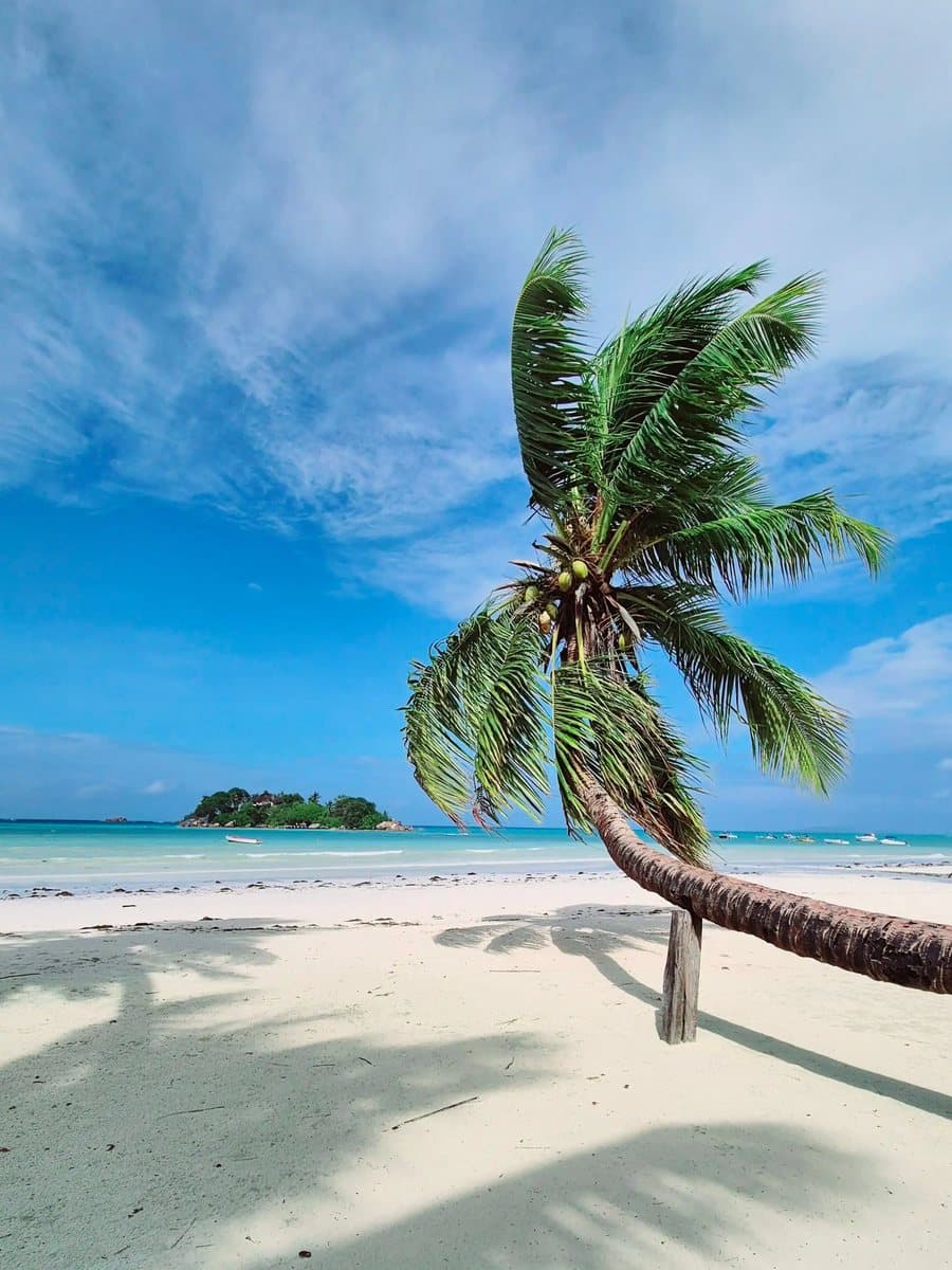 A leaning palm over white sand, with an islet offshore